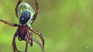 Aranha com tanque de oxigênio