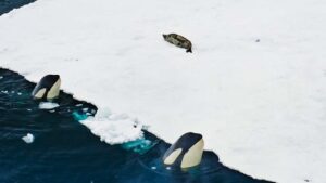 Orcas caçando (BBC)