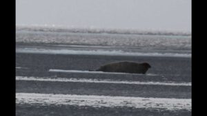 Acasalamento da foca barbada