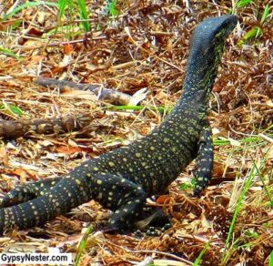 Giant monitor lizards