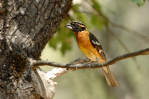 Black Head Grosebeak